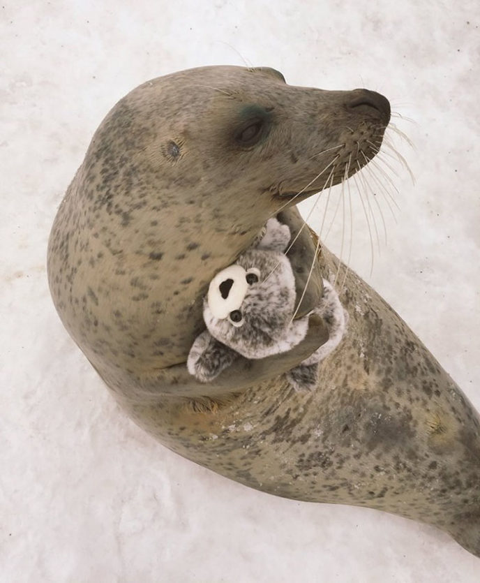 Seal cuddles plush toy 3.jpg