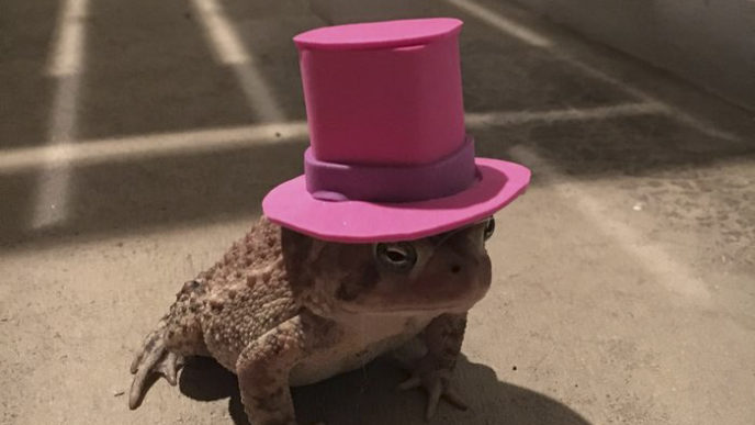 Toad tinny hat 7.jpg