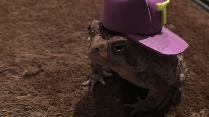 Toad tinny hat 8.jpg