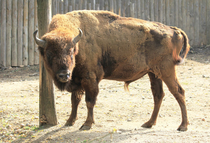 800px bison_bonatus_zoo_praha_2011 1.jpg