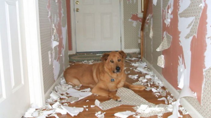 Share the mess your pets made when you left them alone 103 58eb9f7181796__700.jpg