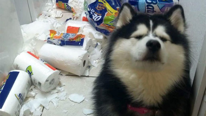 Share the mess your pets made when you left them alone 106 58ec84942c98b__700.jpg