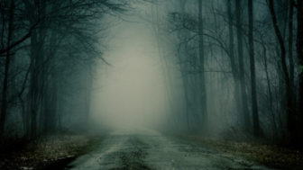 Foggy road into the woods.