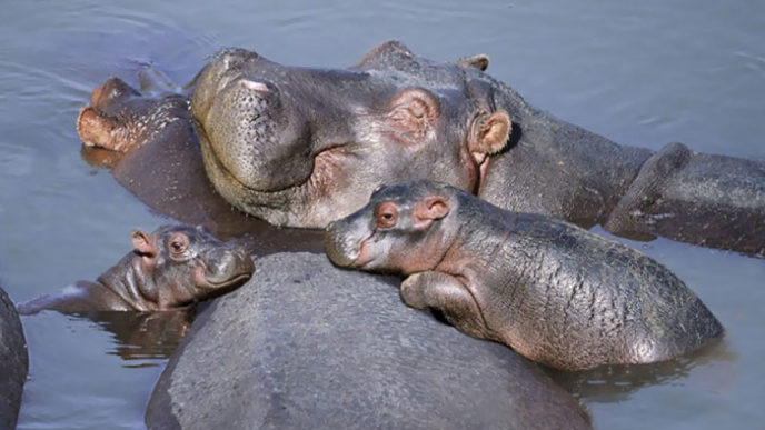 Cute baby hippos 134 59086cdb9f63f__700.jpg