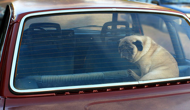 Fried egg experiment parked car dont leave dogs hot weather 18.jpg