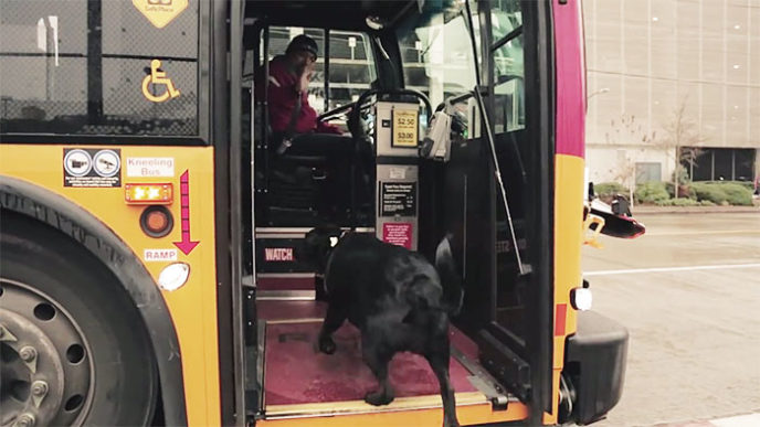 Dog rides bus seattle eclipse 11 5948c8aa82ba8__700.jpg