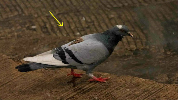 Funnypigeon 1.jpg