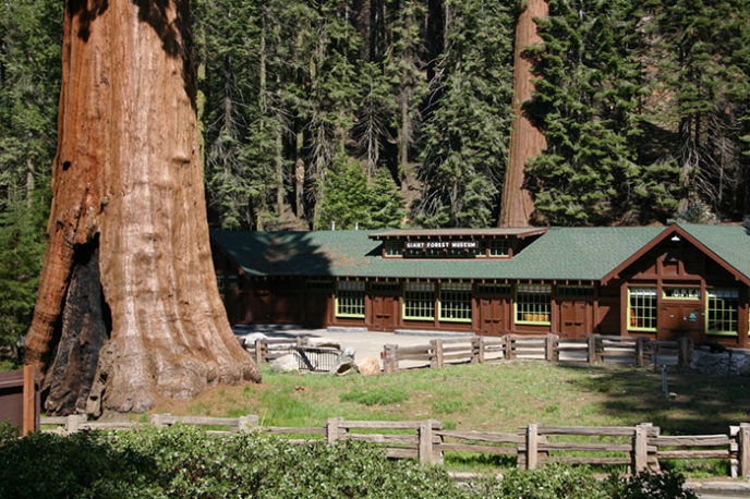 Giant sequoia tree mayor revenge story 10.jpg