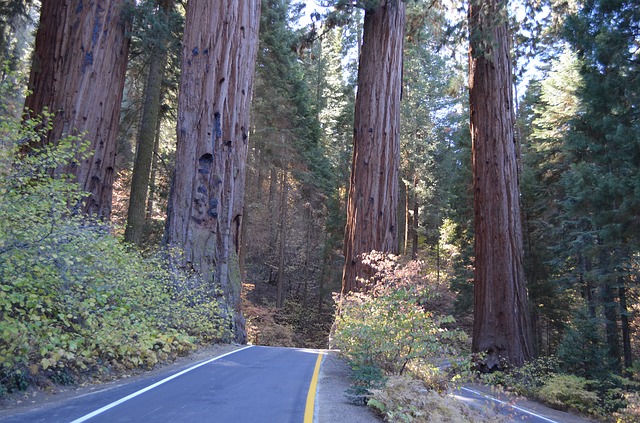 Sequoia 720000_640.jpg