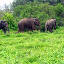 Wildlife forest protection sai sanctuary india 58f8975d4cf02__700.jpg