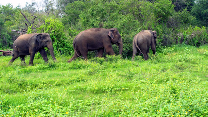 Wildlife forest protection sai sanctuary india 58f8975d4cf02__700.jpg