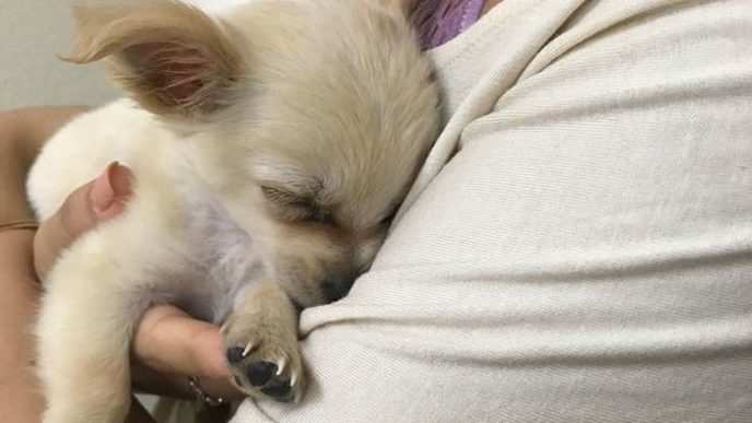 Abandoned chihuahua chowy heartbreaking owner note las vegas airport 4 595e214091de4__700.jpg