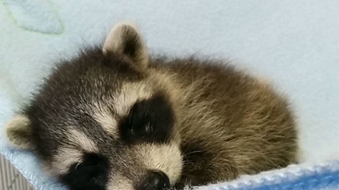 Adorable cute raccoons 154 59564ee659940__700.jpg