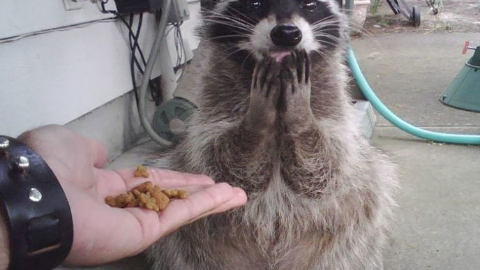 Adorable cute raccoons 66 59563d8b8304f__700.jpg