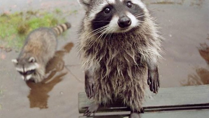 Adorable cute raccoons 68 595642de22445__700.jpg