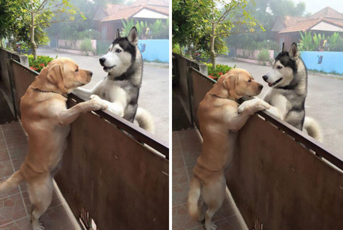 Dog escapes yard hugs best friend messy audi thailand 2 5967222e1d2c8__700.jpg