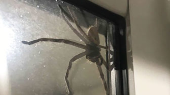 Giant spider huntsman aragog lauren ansell queensland 4.jpg