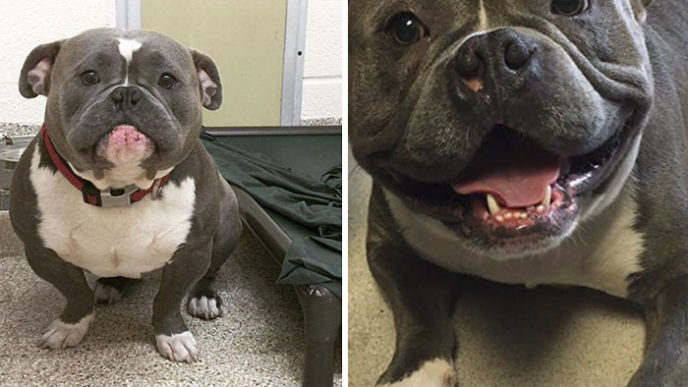 Internet helps shelter dog find home mack frank tank 10 5994270f23362__700.jpg