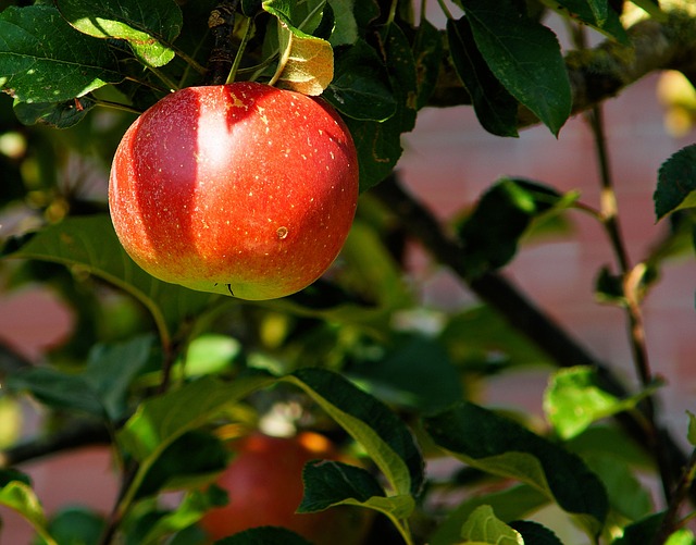 Jablko pixabay.jpg