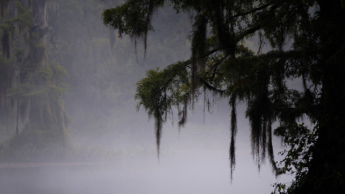 Misty swamp