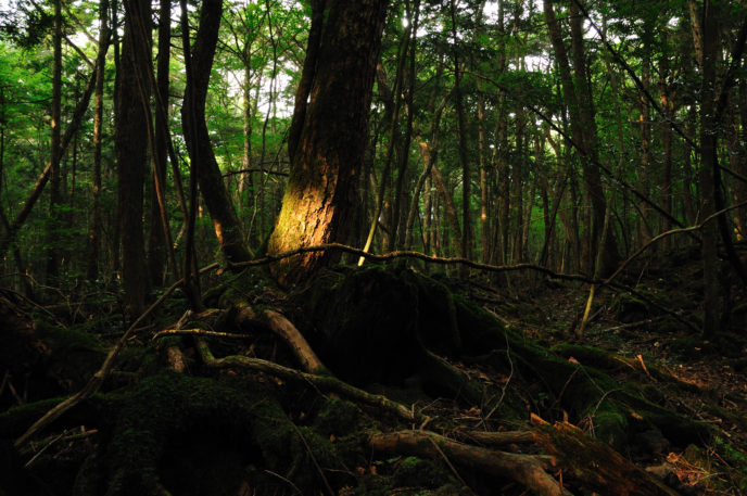 Https://simple.wikipedia.org/wiki/File:Aokigahara_forest_01.jpg