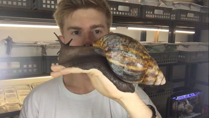 German insect breeder presents a giant snail that will make you impress 59d345a2bc1de__880.jpg