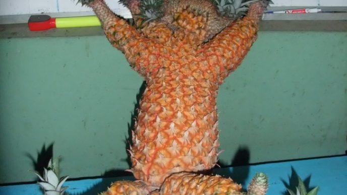 17195110 vietnam pineapple deformed 501033 o 1510808501 650 8fb3c889e9 1511422211.jpg