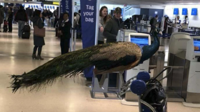 Airport denied flight peacock dexter 15 5a7170abb7a8e__700.jpg