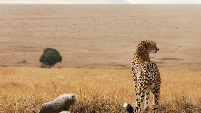 Gepard s mláďatami.