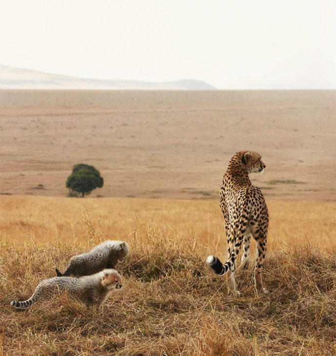 Gepard s mláďatami.