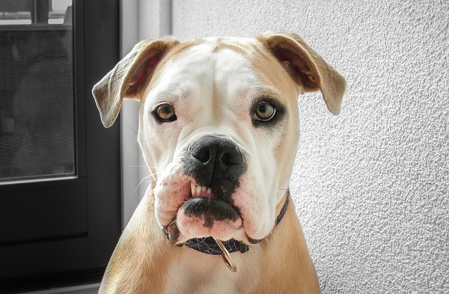 Pes zvieratko pixabay 4.jpg