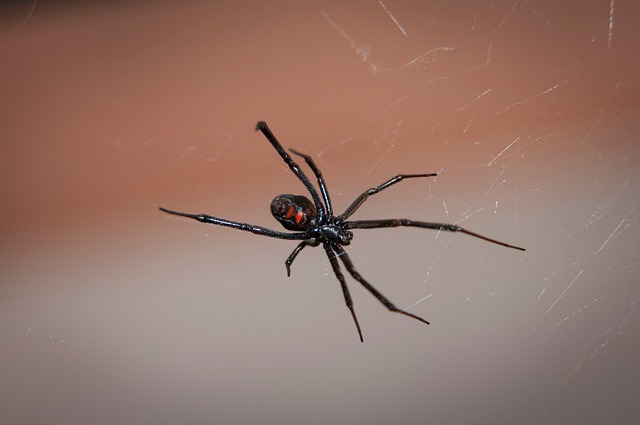 Black widow spider pixabay.jpg