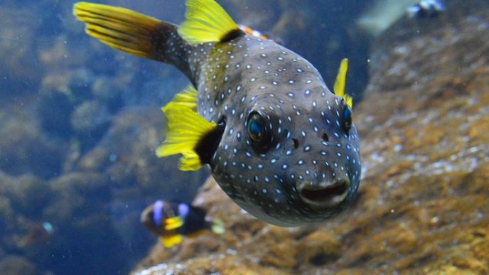 Bodkovana ryba pixabay.jpg