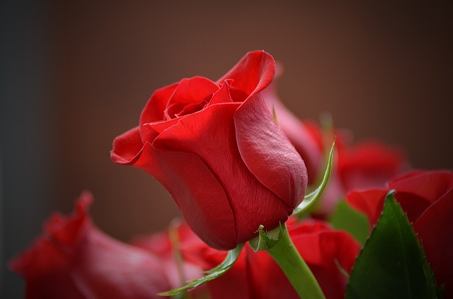 Cervena ruza pixabay.jpg