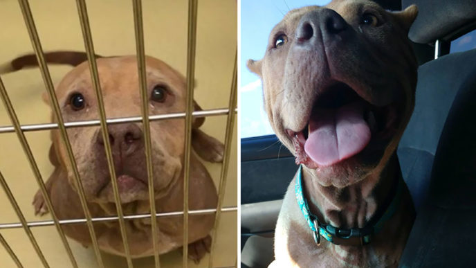 Happy dogs before after adoption 14 5a95364c45fb7__880.jpg