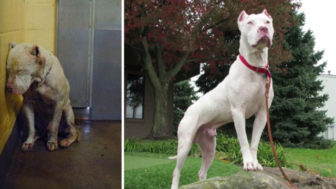 Happy dogs before after adoption 79 5a9544efa99c9__880.jpg