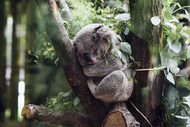 Koala pixabay.jpg
