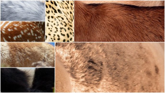 Kozusina srst pixabay.jpg