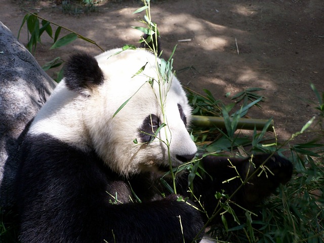 Panda pixabay.jpg