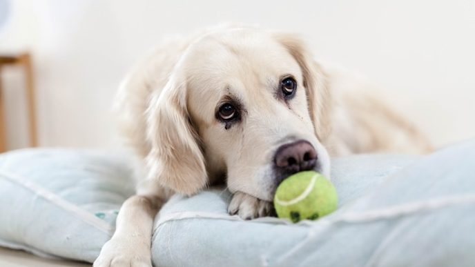 Smutny a chory pes pixabay 4.jpg