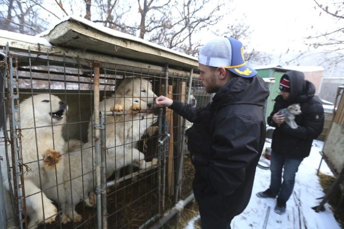 American skier saves 90 dogs at south korea olympics 5a9518ccdfcf8__700.jpg