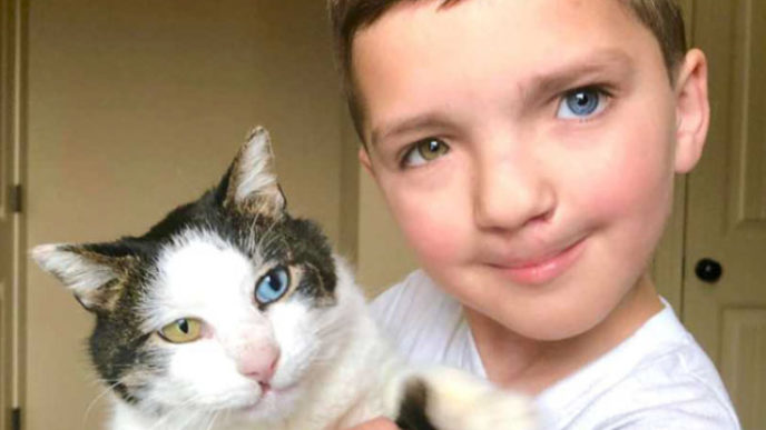 Different eyes colors cat moon boy madden friendship 2 5abb38f33f927__700.jpg