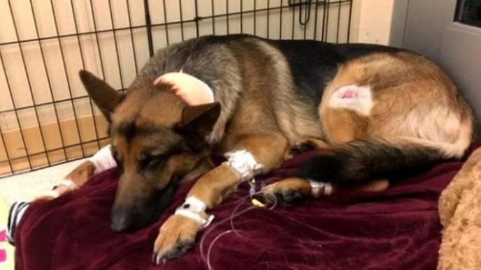 Dog hero almost loses his life by saving his owner from criminals 5a93fa09bc95d__700.jpg