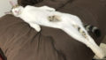 Twitter users have started a new trend take pictures of your cats stretched.jpg