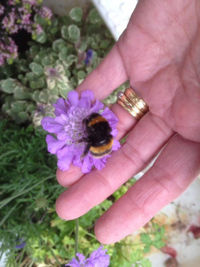 Woman befriends wingless bumblebee fiona presly 6 5ab4be823a062__700.jpg