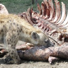 Hyena pixabay.jpg
