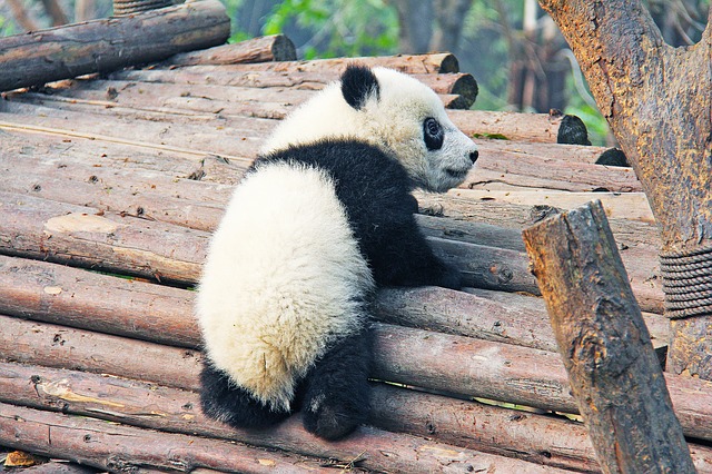 Panda pixabay 1.jpg