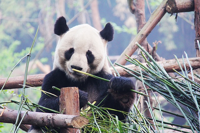 Panda pixabay 2.jpg