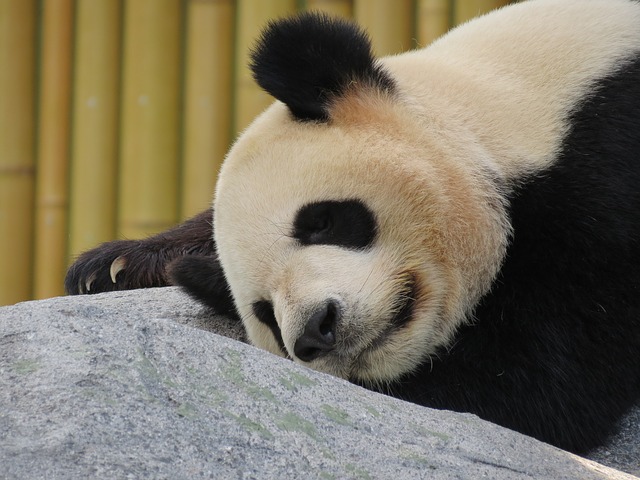Panda pixabay 5.jpg