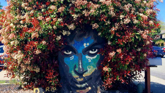 Prince tribute bush bloom christine stein sacramento california 1 5acb612647287__700.jpg